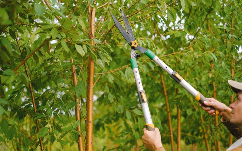 Tree trimming in Cranberry, PA
